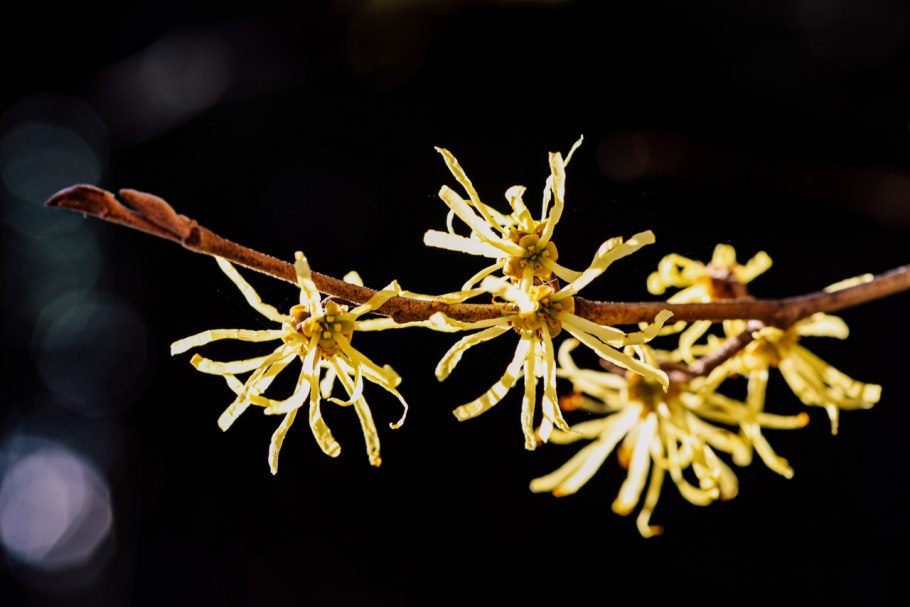 Witch-Hazel (hamamelis virginiana Leaf extract)