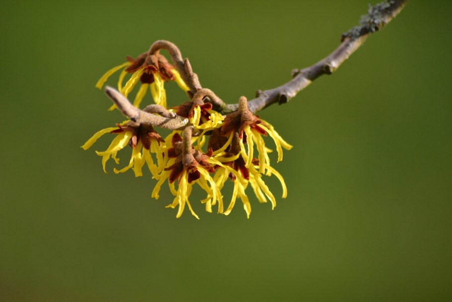 Hamamelis virginiana