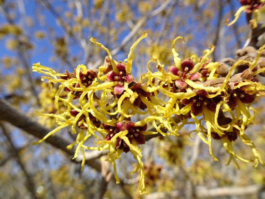 Гамамелис виргинский кустарник