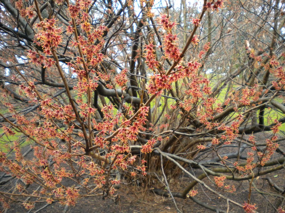 Гамамелис весенний