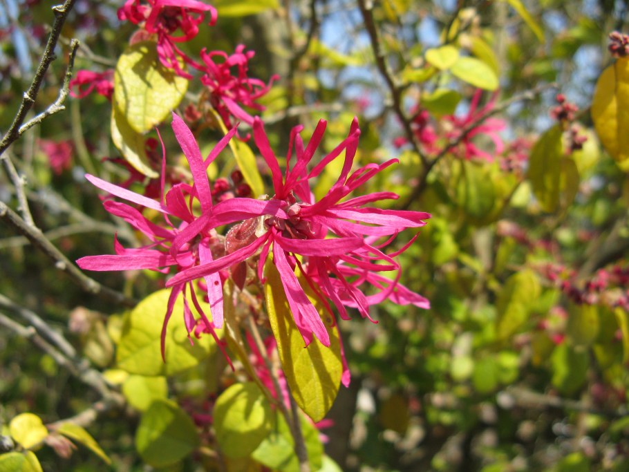 Loropetalum chinense