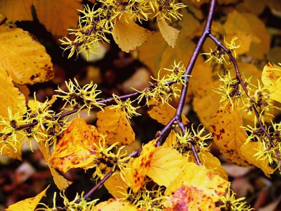 Hamamelis virginiana
