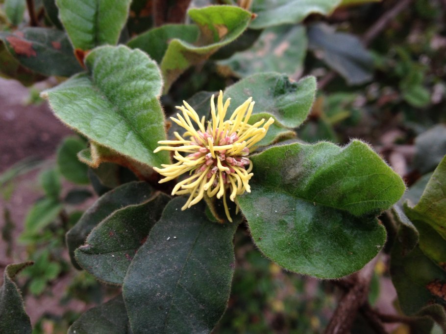 Tichocarpus crinitus