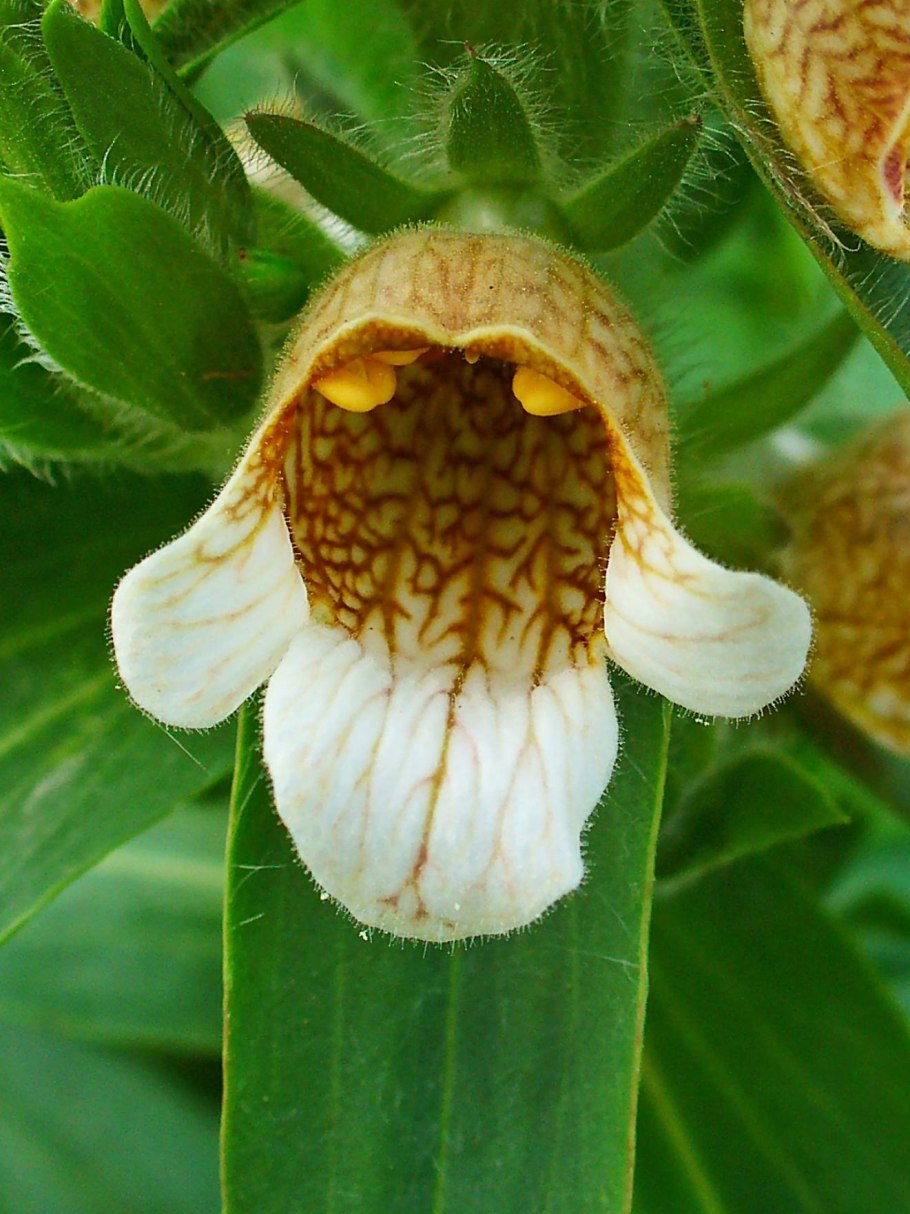 Наперстянка шерстистая - digitalis Lanata