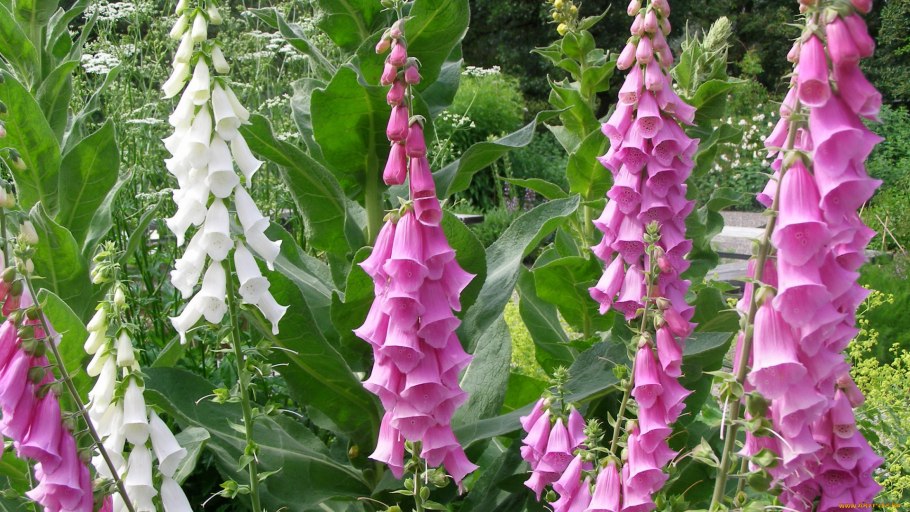 Digitalis parviflora