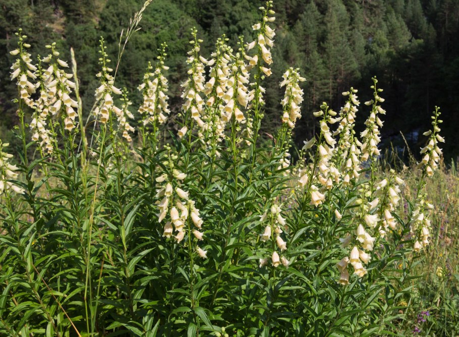 Наперстянка grandiflora