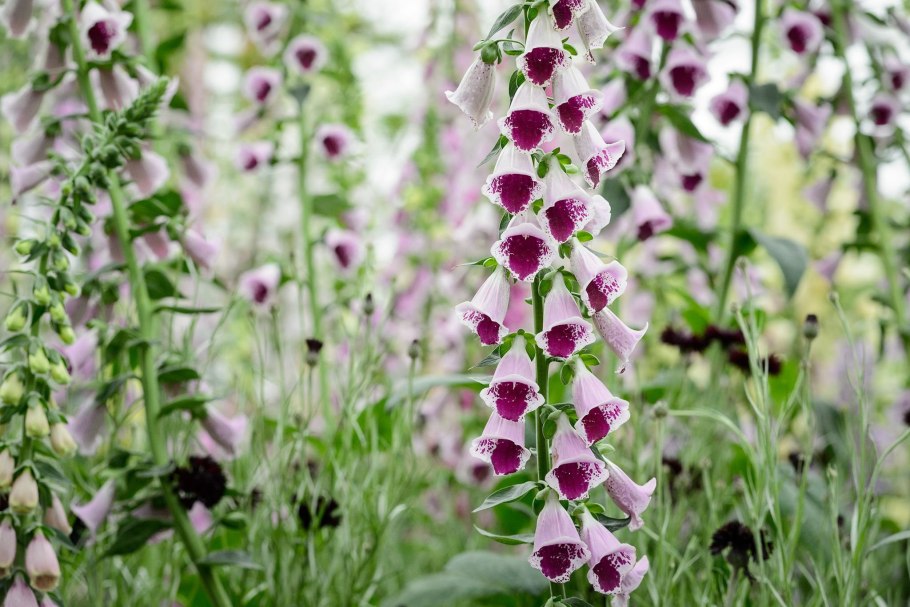 Наперстник шерстистий digitalis Lanata
