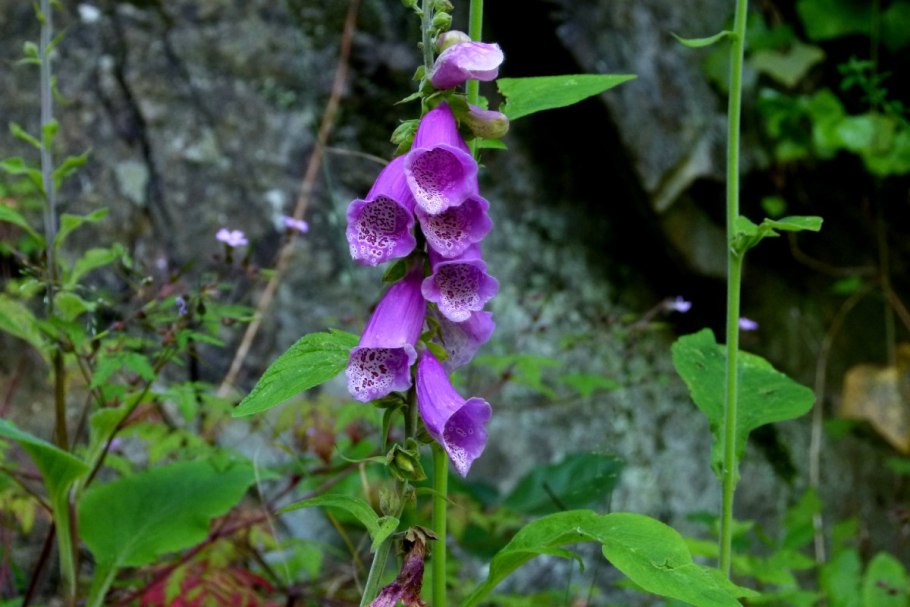 Digitalis purpurea 'Alba'
