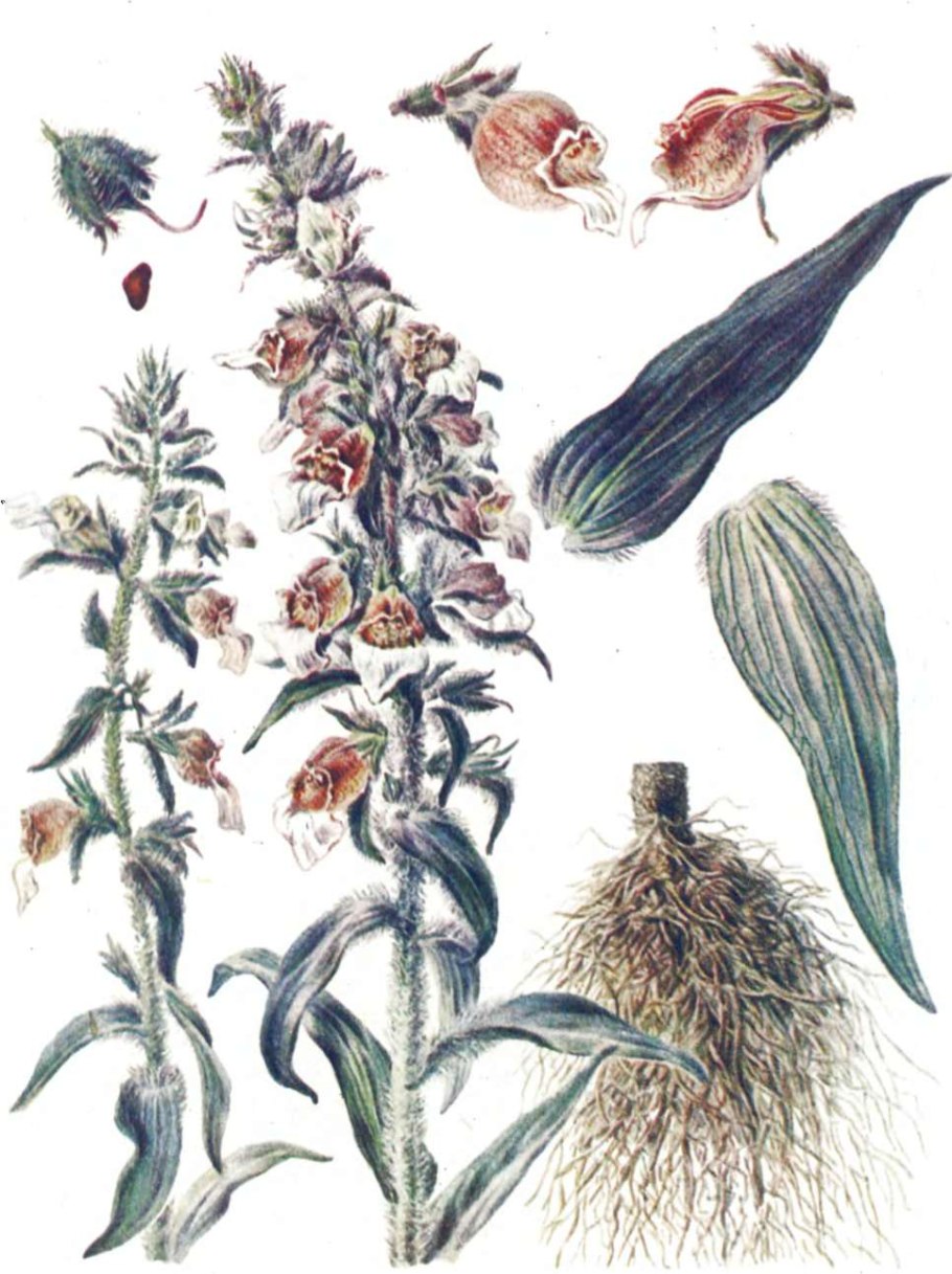 Наперстянка Lanata