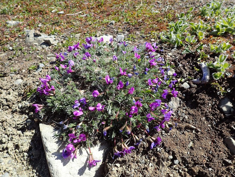 Остролодочник хакасский