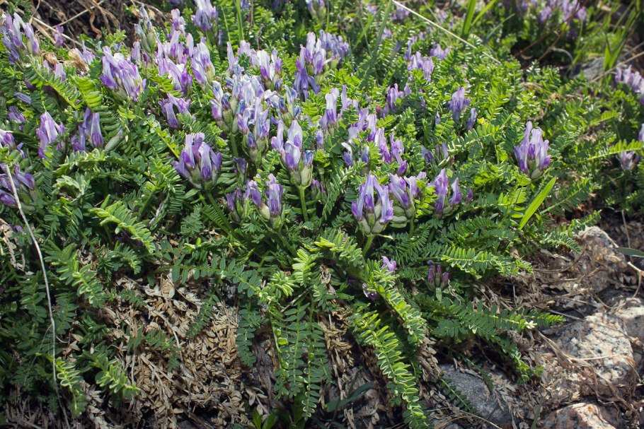 Остролодочник монгольский