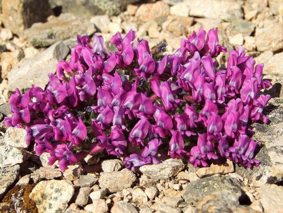 Oxytropis остролодочник