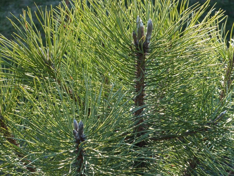 Сосна черная (Pinus nigra)