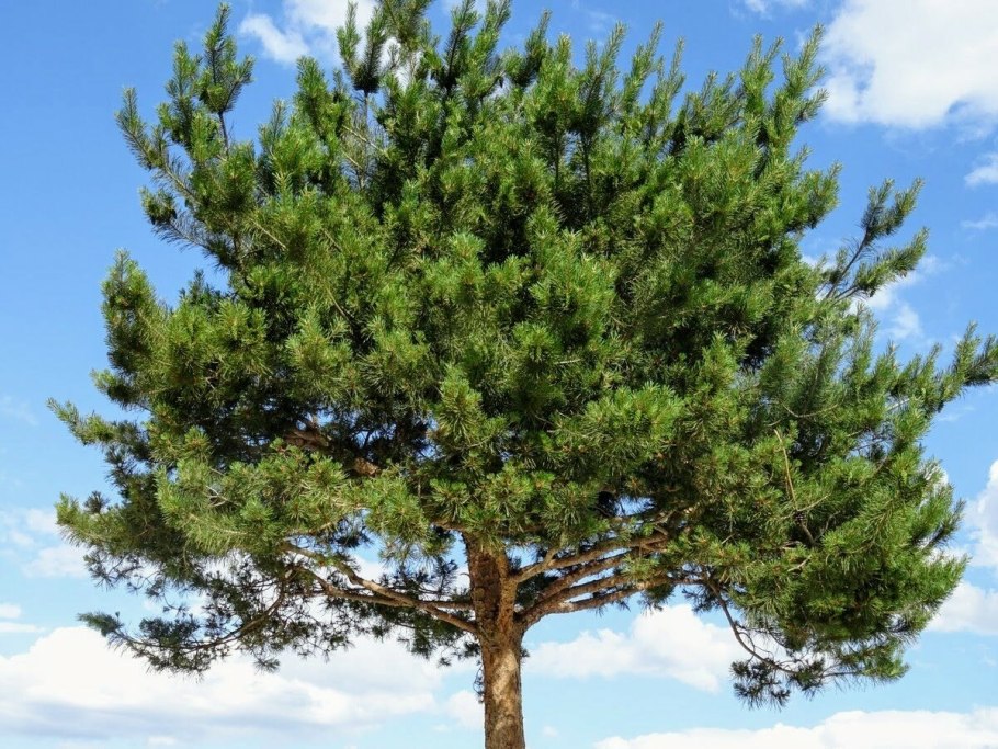 Сосна черная и сосна черная Австрийская