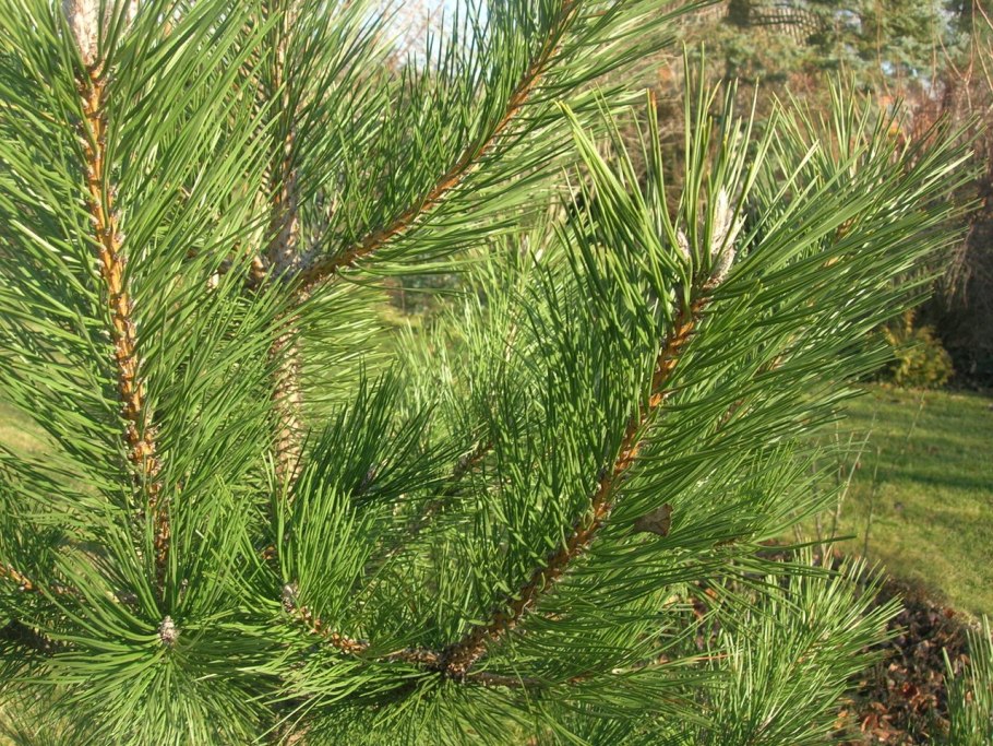 Pinus nigra