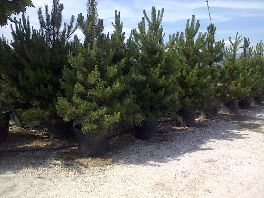 Pinus nigra Moran