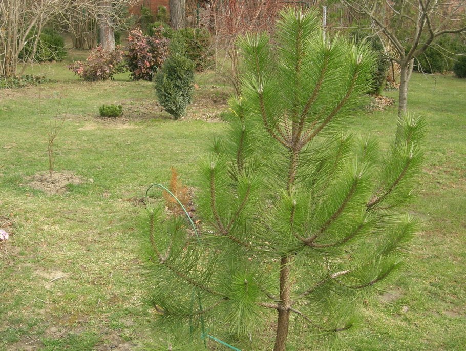 Сосна Пинус Нигра