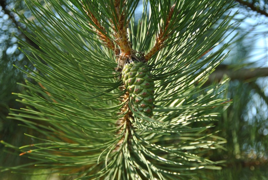 Сосна Pinus nigra