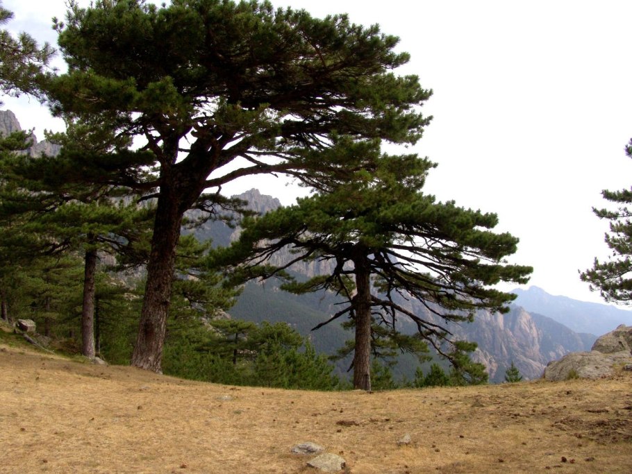 Pinus nigra Hornibrookiana