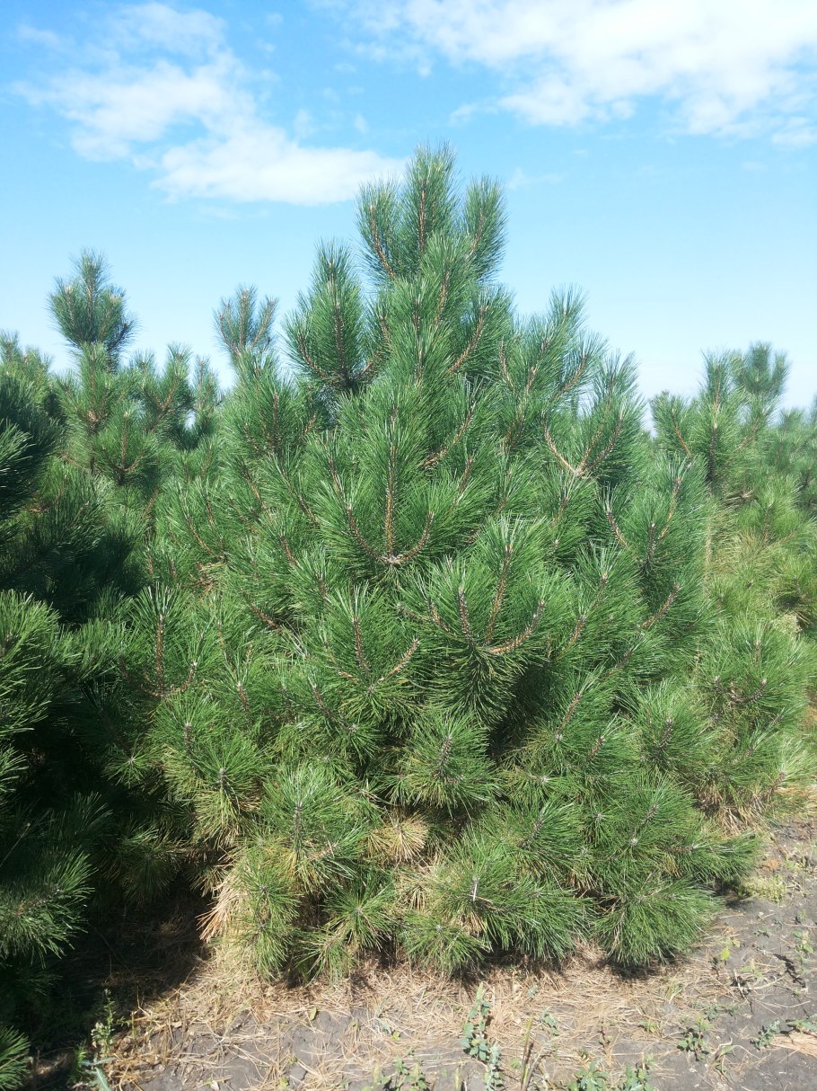 Сосна черная (Pinus nigra)