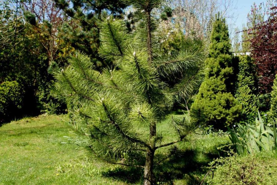 Pinus nigra Hornibrookiana