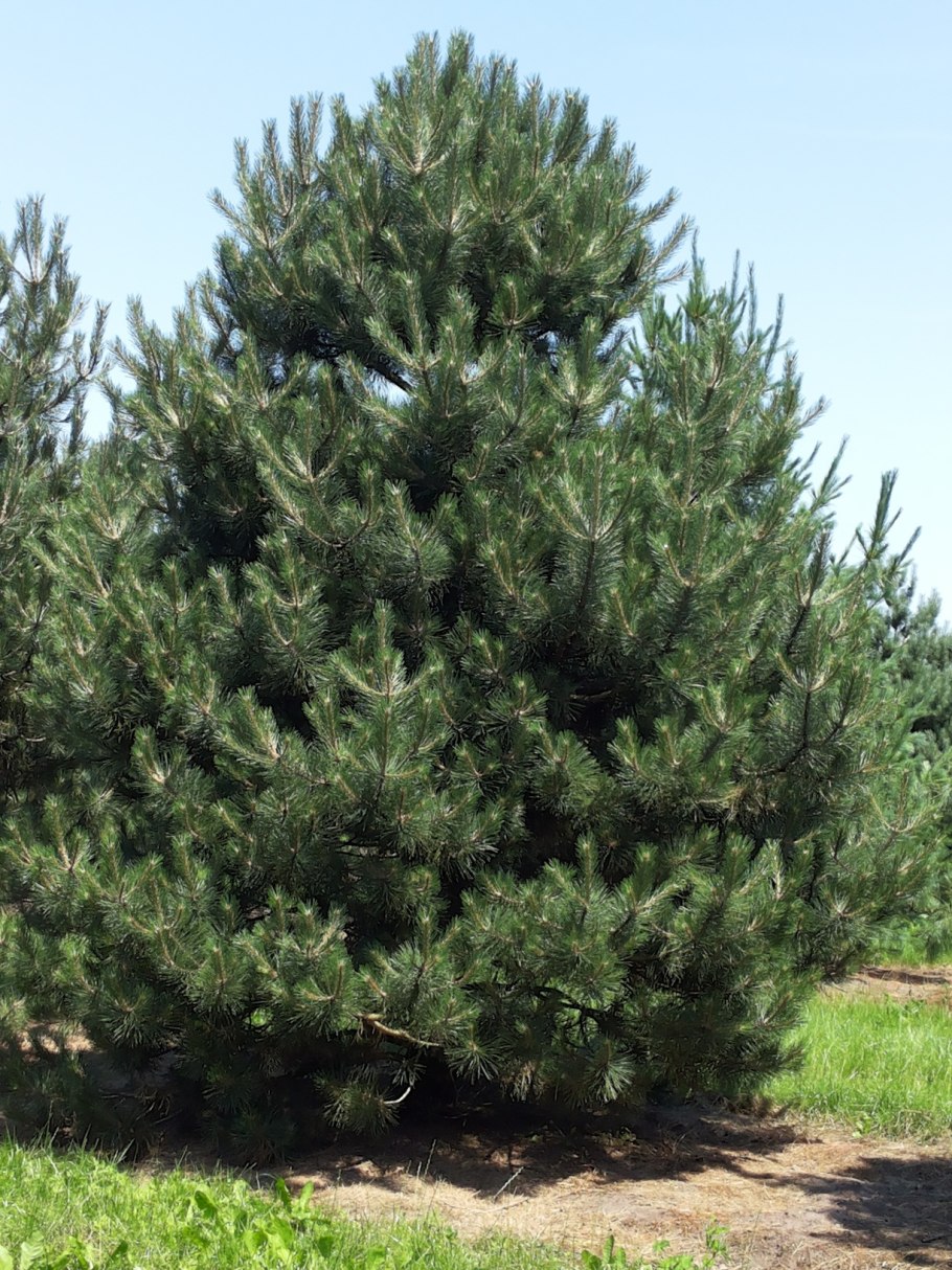 Сосна черная pinus nigra
