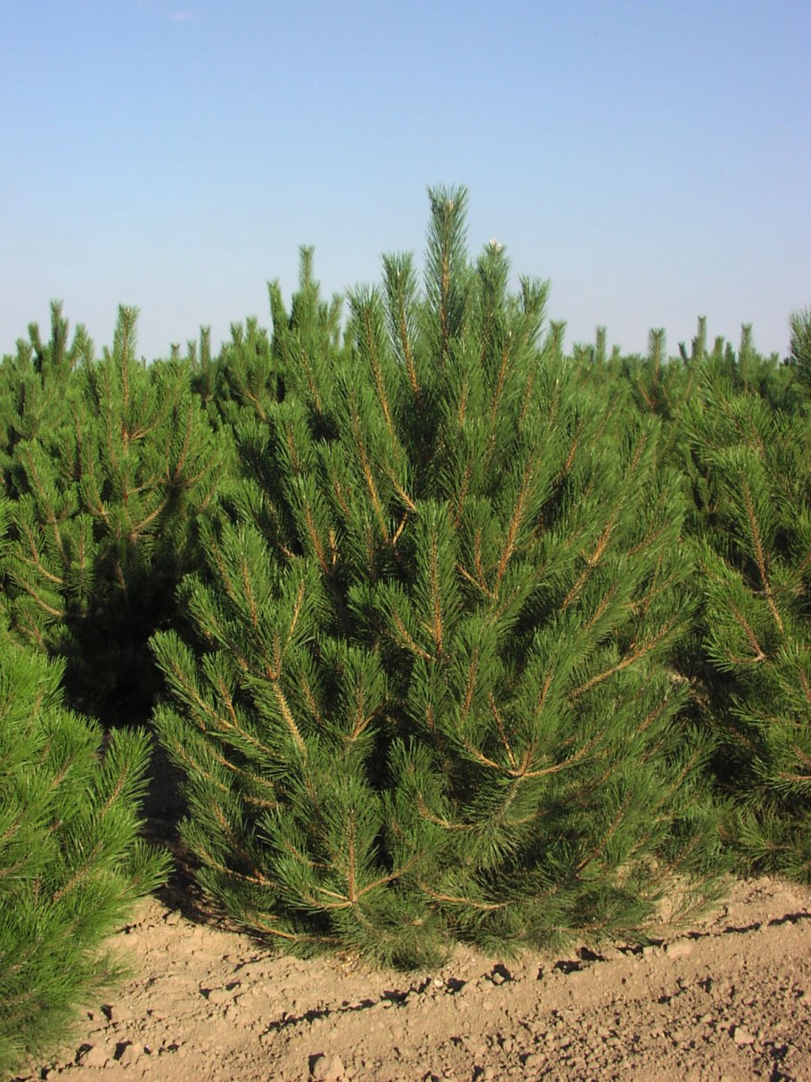 Сосна черная (Pinus nigra)