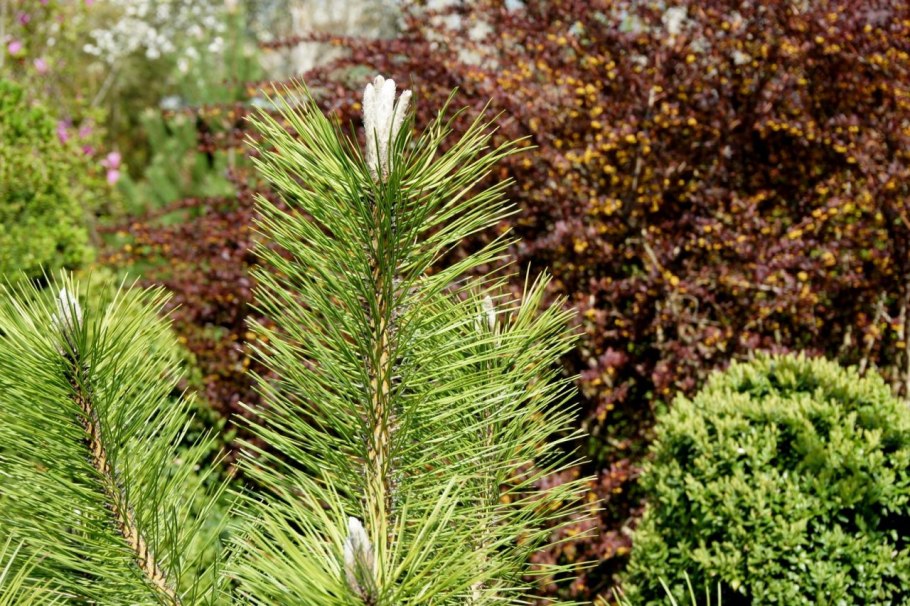 Сосна Горная Хельга