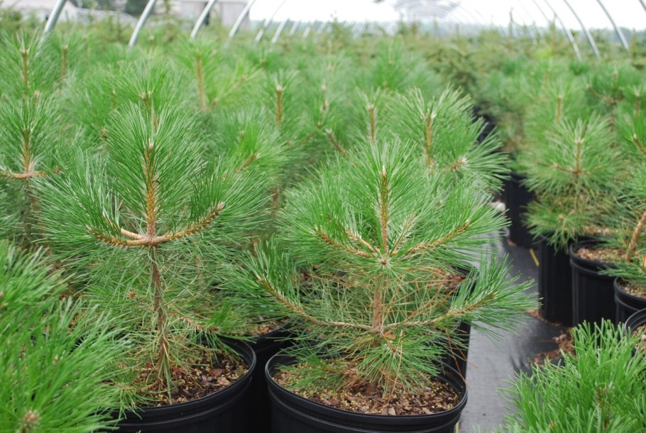 Pinus Bregeon