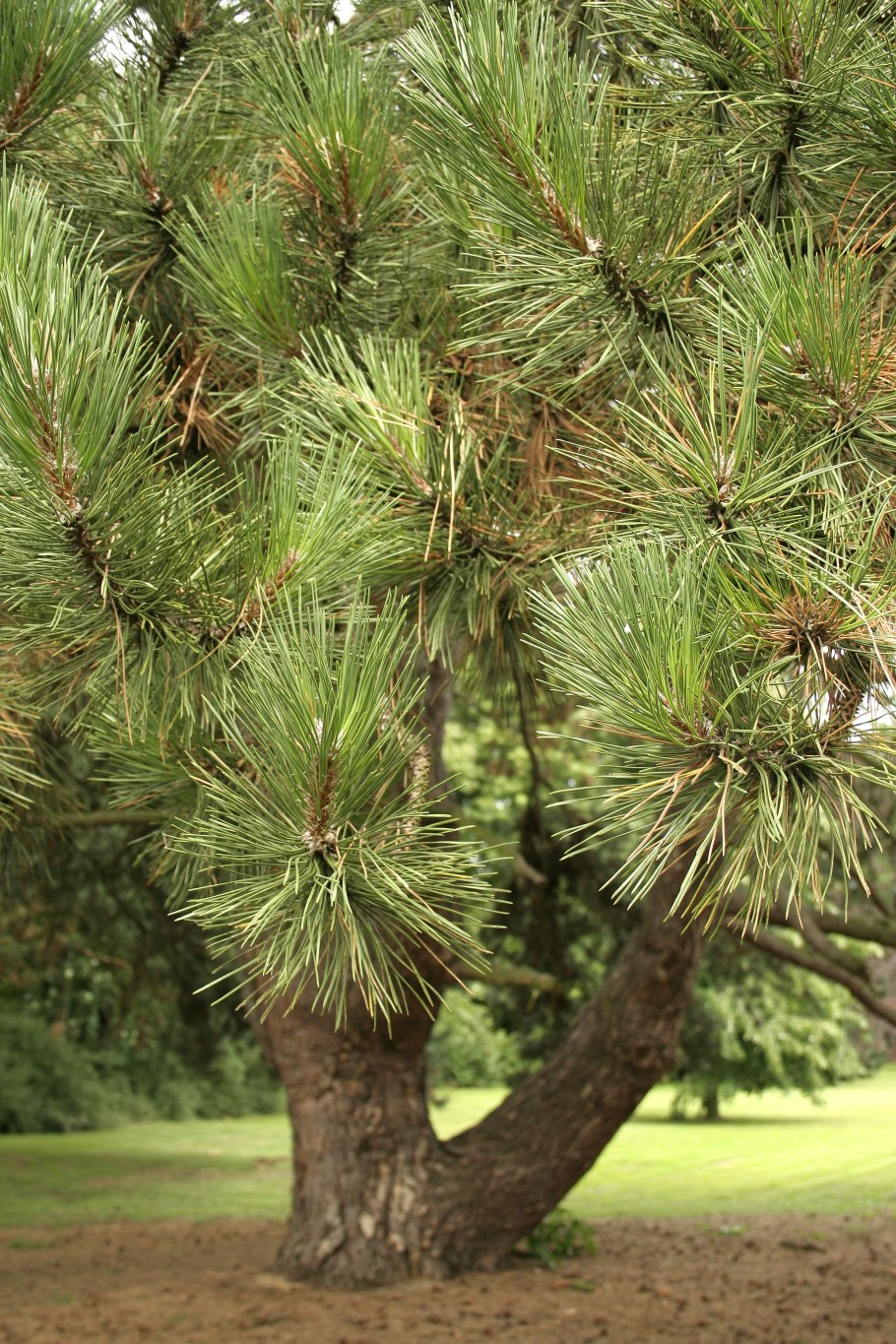 Pinus nigra Oregon Green