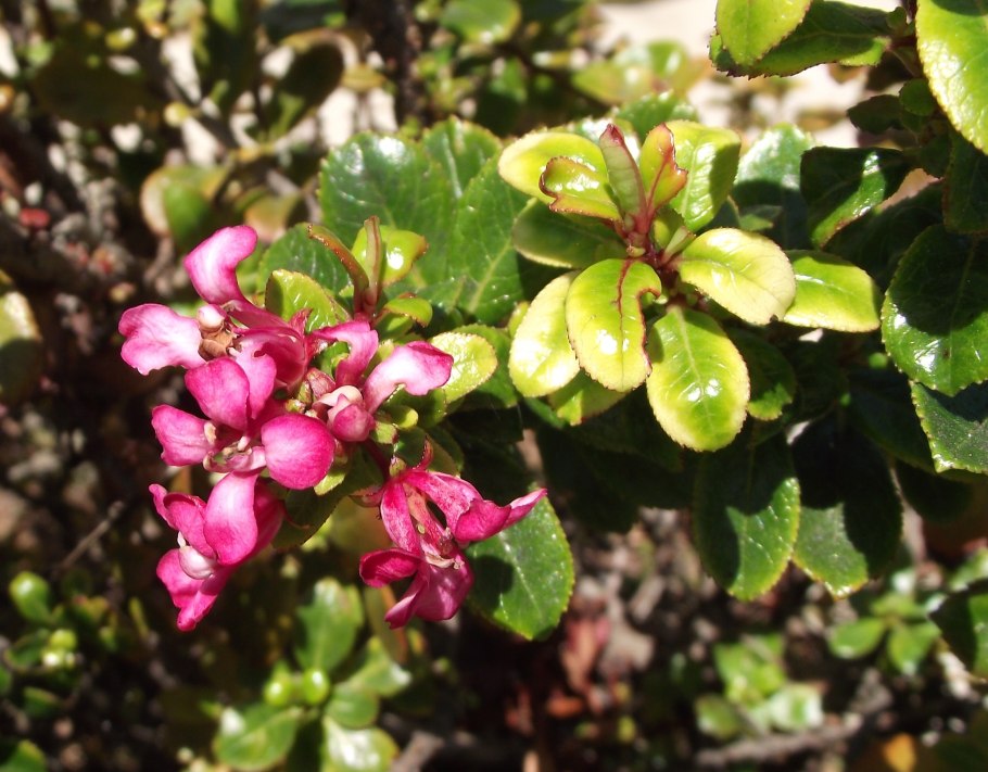 Эскаллония красная