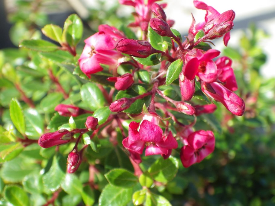 Эскаллония Пинк Эль