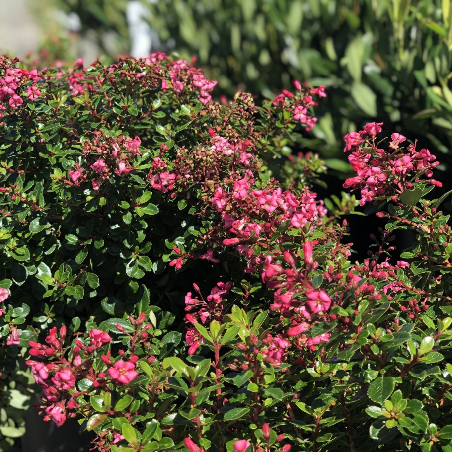 Эскаллония Пинк Эль