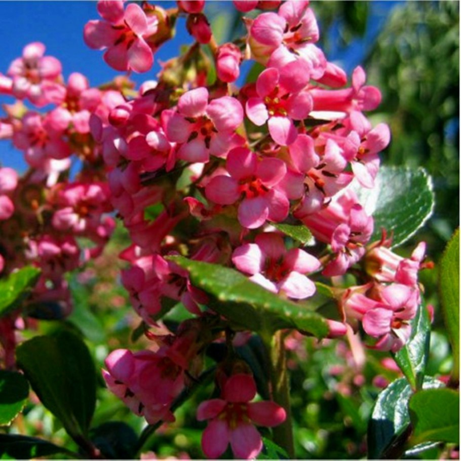 Эскаллония Рубра