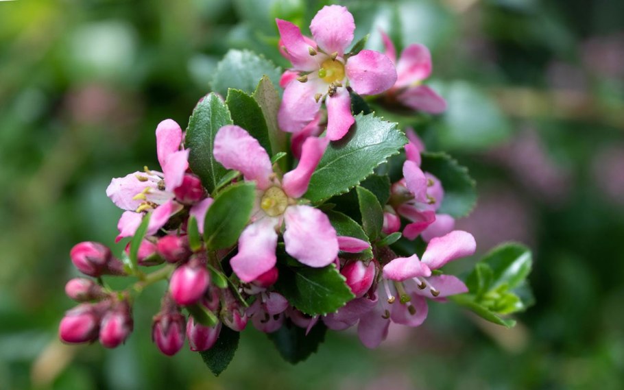 Эскаллония Peach Blossom