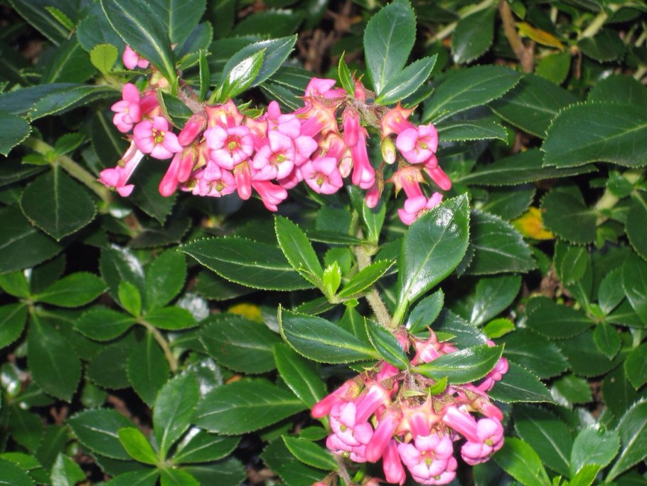 Эскаллония крупноцветковая