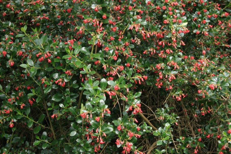 Escallonia 'Apple Blossom'