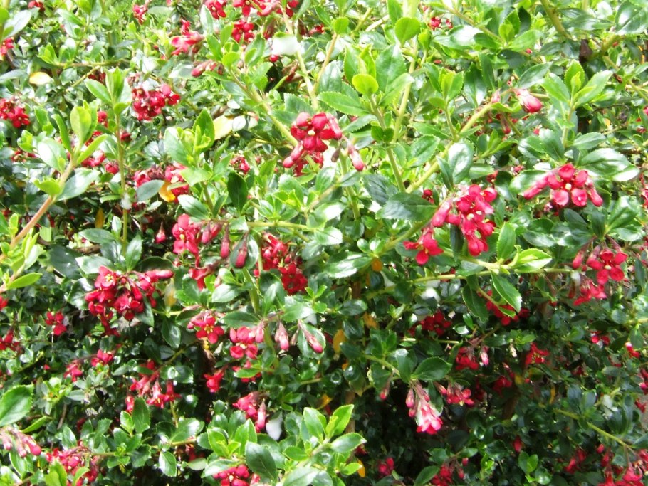 Escallonia 'Pink elle' ®