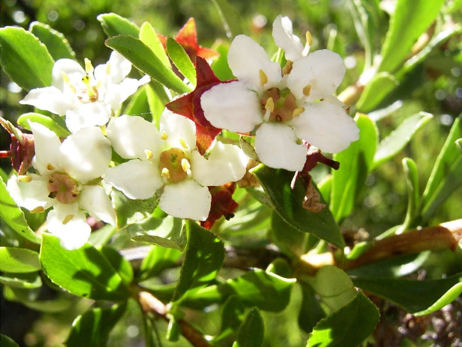 Escallonia rubra macrantha