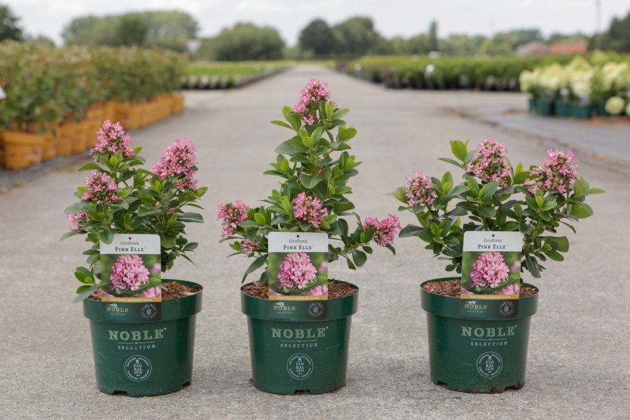 Эскаллония Южная Америка