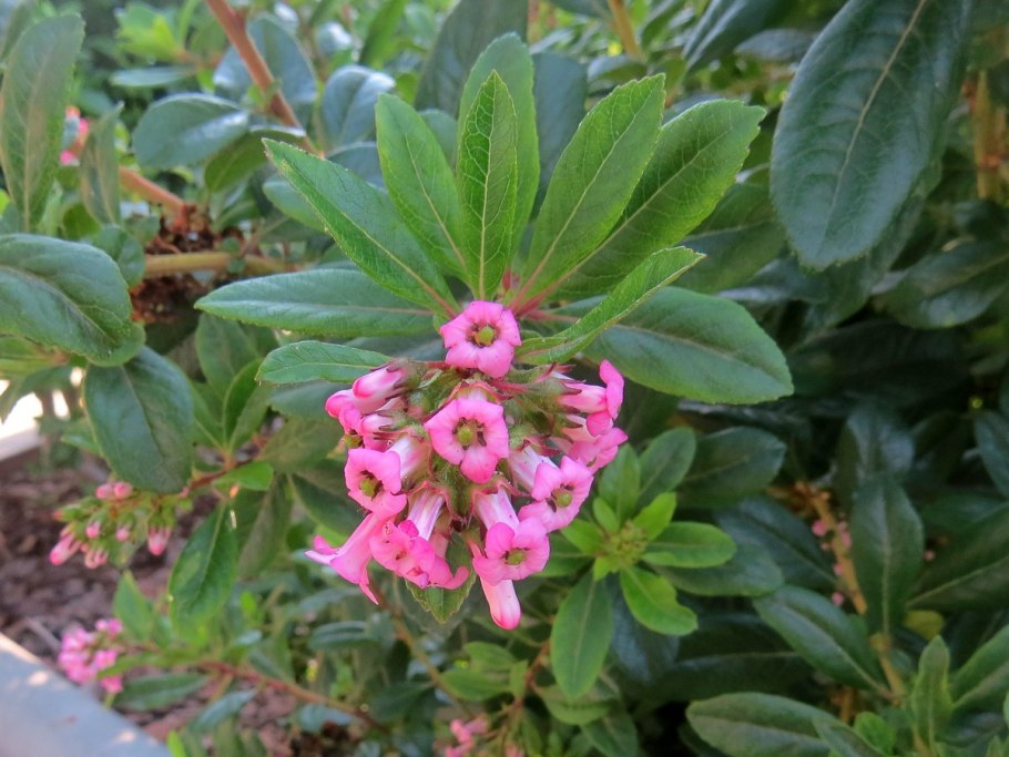 Escallonia растение