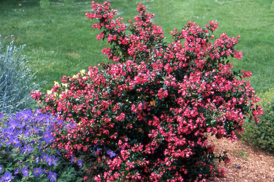 Эскаллония (сорт Red Dream)