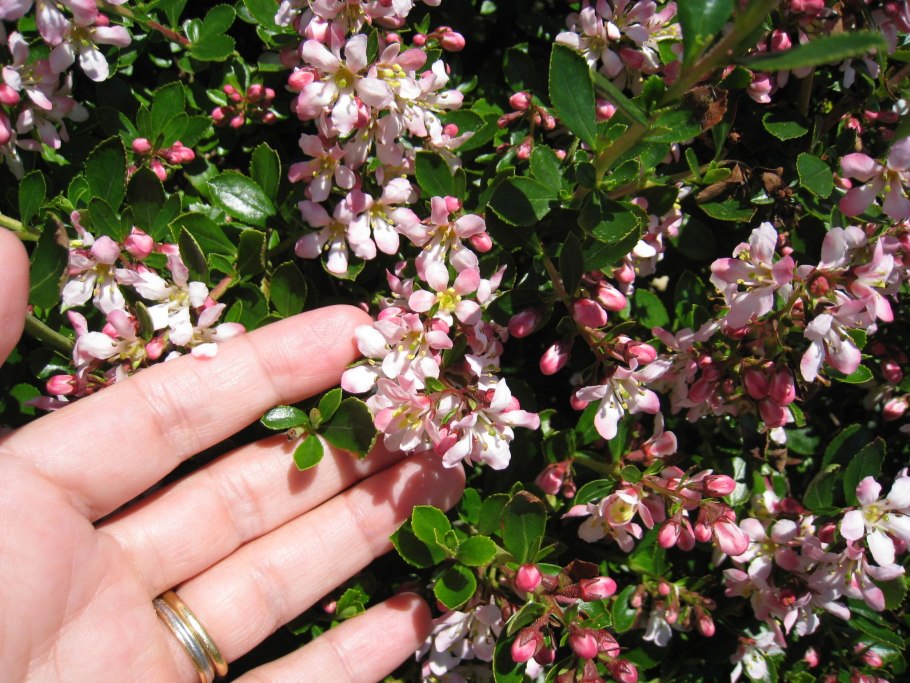 Эскаллония красная