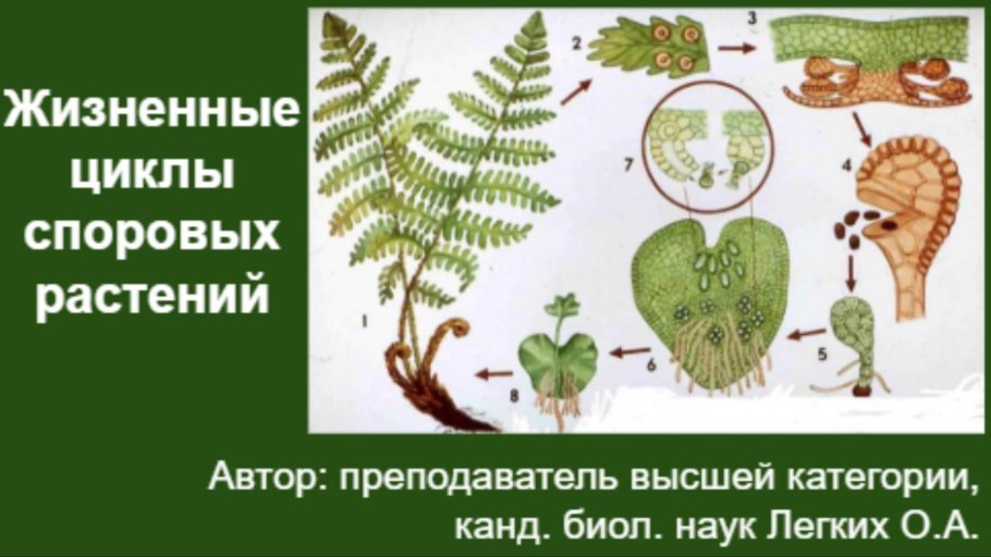 Плаун растение