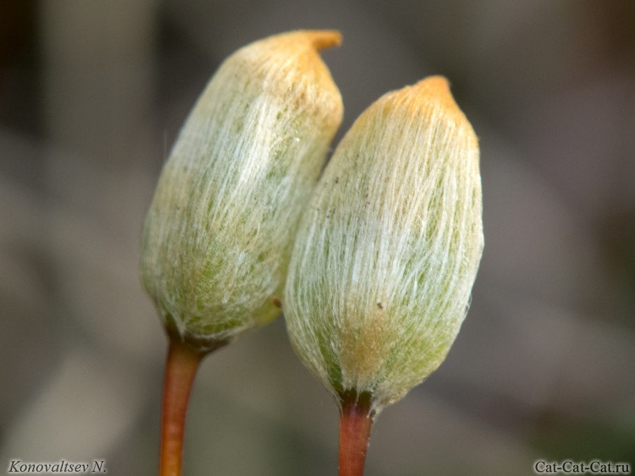 Коробочки мха Макросъемка