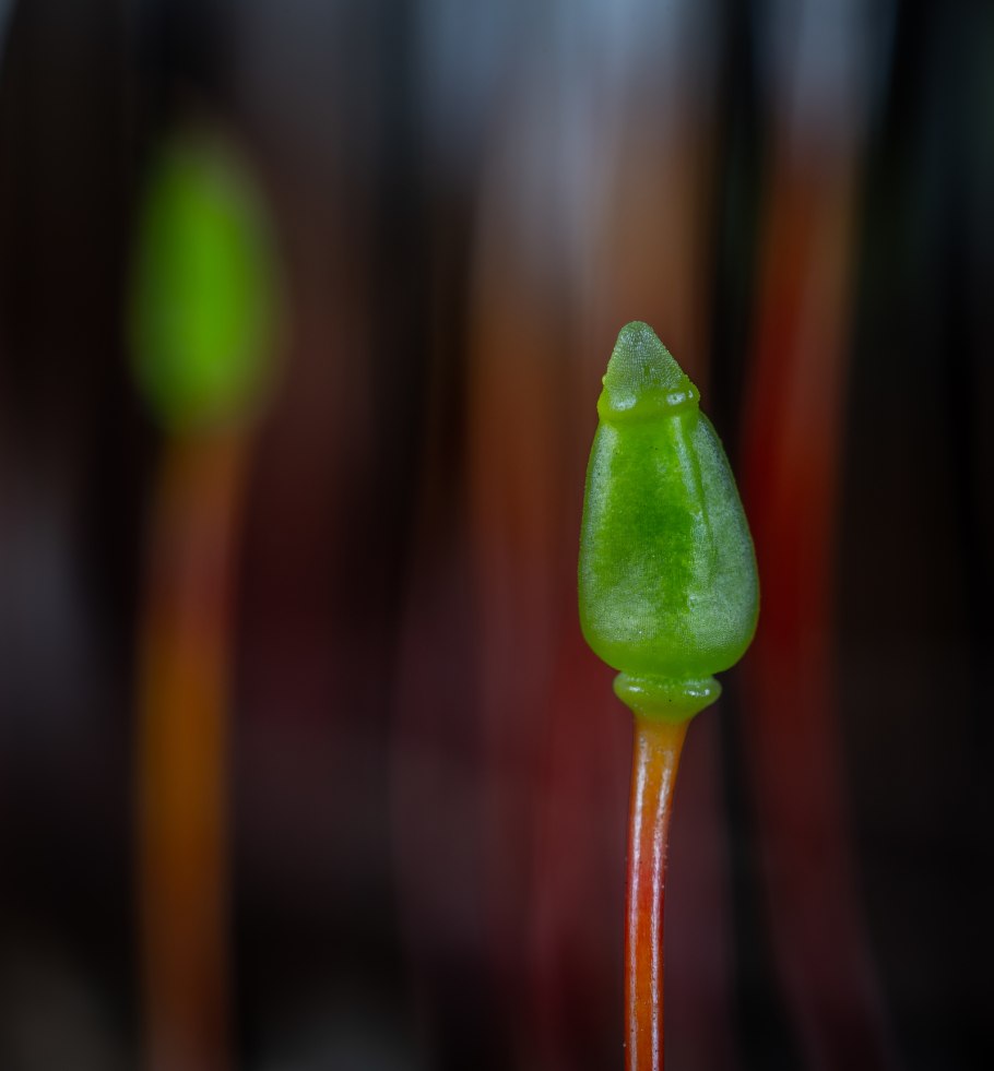 Коробочка спорангий фунария