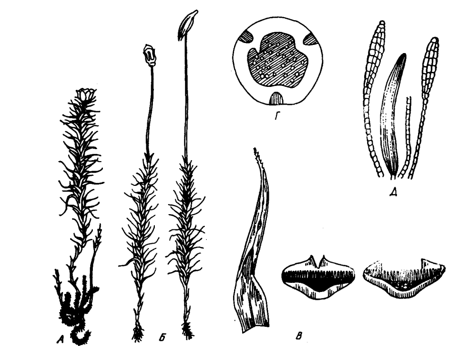 Кукушкин лен рисунок ЕГЭ
