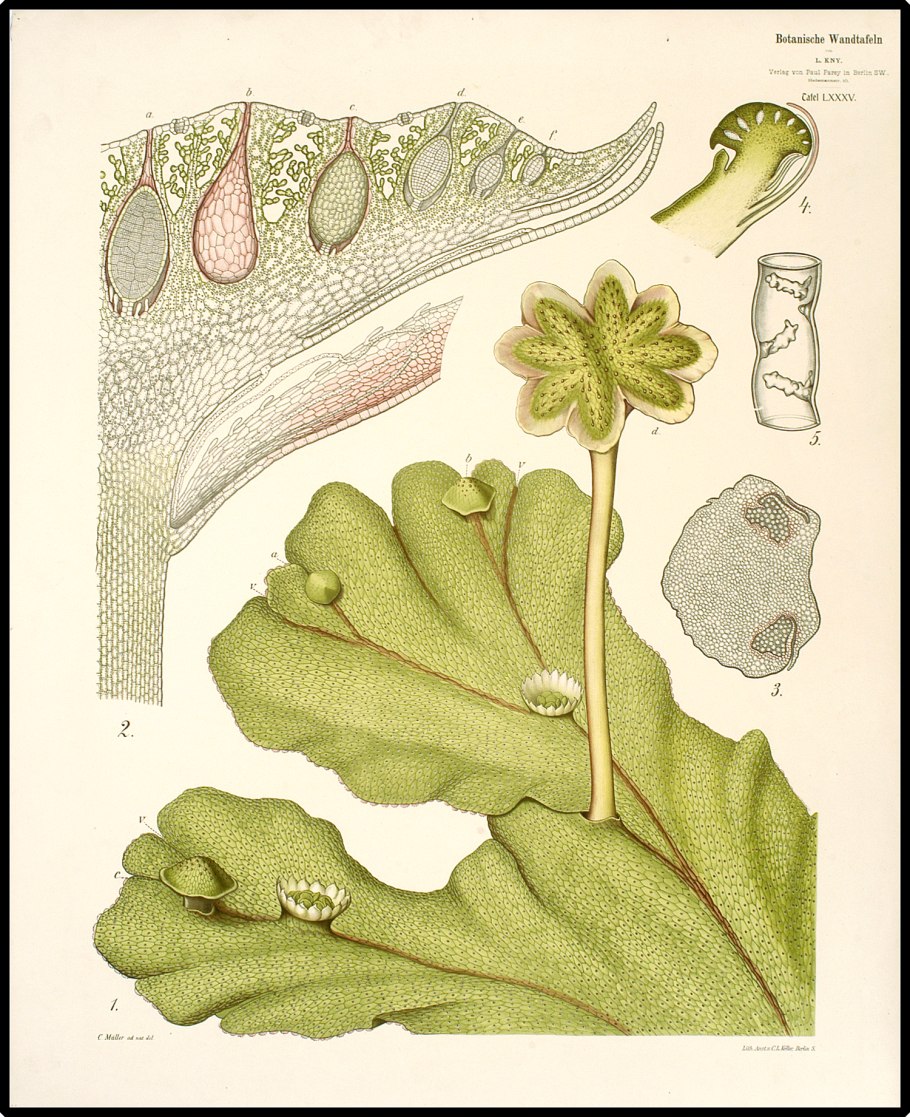 Marchantia polymorpha антеридии