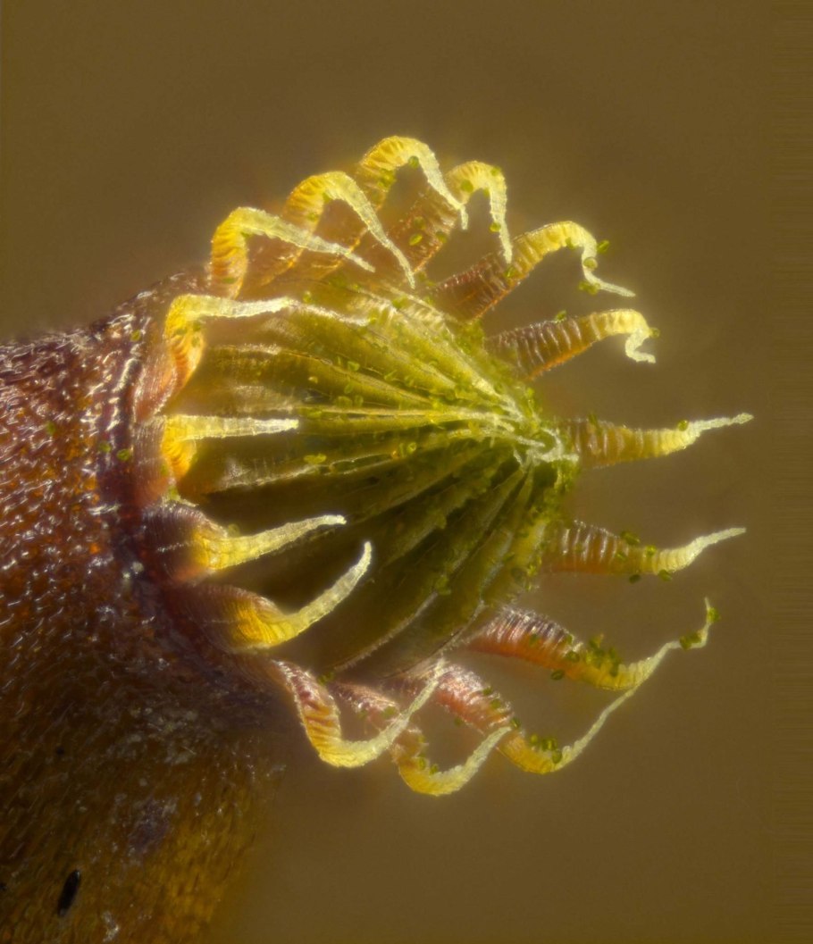 Спорангий Кукушкина льна под микроскопом