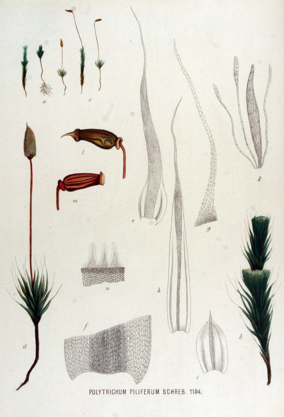 Спорогон Polytrichum